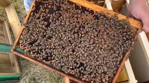Отводок на одну рамку печатного расплода🐝
