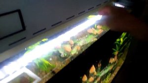 Биодизайн Риф-200