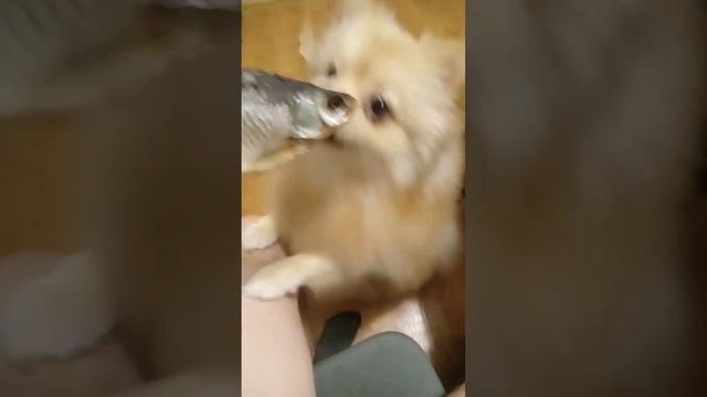 умко хочет сушоную рыбу