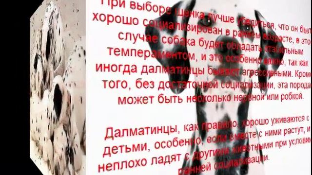 далматин описание породы содержание и уход