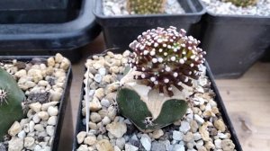 Кактус - Маммилярия Люти.Семена живут в теле растения.Mammilaria Luethyi.