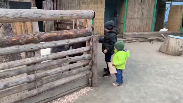 Одесский зоопарк смотреть онлайн