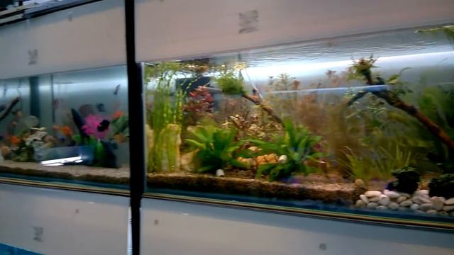 спецыализированный магазин аквариумов и их обитателей г Жуковский ул Королева дом 4/1 второй этаж смотреть онлайн