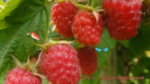 Малина традиционная Вера (rubus) ? традиционная малина Вера обзор: как сажать, саженцы малины Вера
