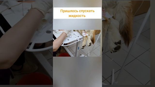 Вздутик. Все думали это беременная собака, а оказался кобель