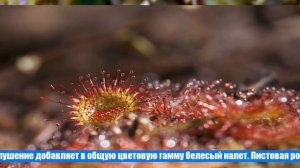 Как ухаживать за росянкой — растением хищником — в домашних условиях