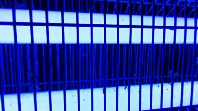 Модернизация инсектицидной лампы. смотреть онлайн