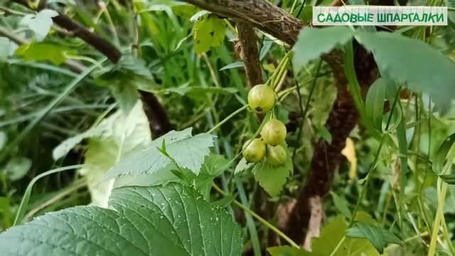 Кусты смородины и крыжовника: уход после снятия урожая смотреть онлайн