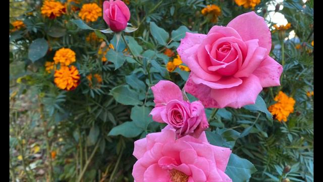 最耐寒的玫瑰非她们莫属 The most cold-resistant roses are none other than them смотреть онлайн