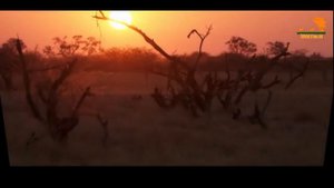 Wild Fauna ⧸ Болотный прайд Львов