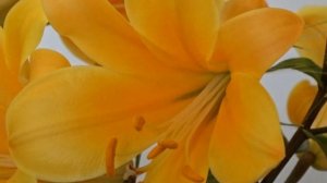 Lilium ´Orange Planet´