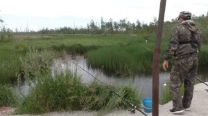 Надербанил рыбу с тазика в болоте!!! Не ожидал что в этой луже столько рыбы?!! Летняя рыбалка 2022