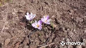 Крокусы ,весной во всей красе!!!