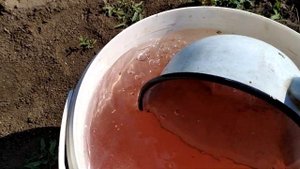 Виноград.Подкормка винограда первого года.Август.