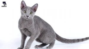 ✔ Русская голубая кошка –  короткошерстная порода голубого окраса с  зелеными глазами