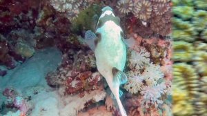 Masked puffer fish at Marsa Nakari, June 2023