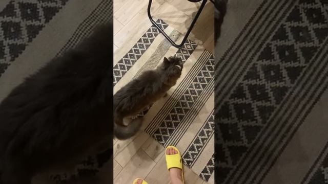 Ласкайте меня! Ласкайте!