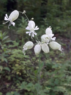 133. Смолёвка обыкновенная - Silene vulgaris