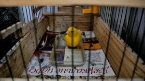 🐦 Канарейка купается 🛁 canary bathes