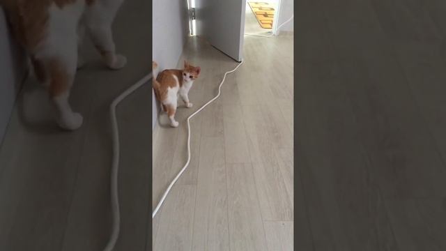 Какая грация, сама себе завидую?? смотреть онлайн