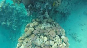 Клоуны, мурены, ежи и другие обитатели домашнего рифа отеля Reef Oasis Beach Resort