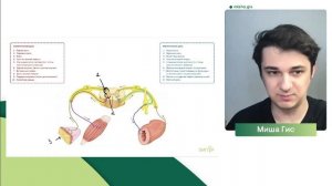 Рефлекторная дуга | Биология с Мишей Гис