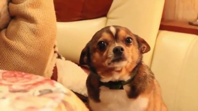 Бедная собака) смотреть онлайн