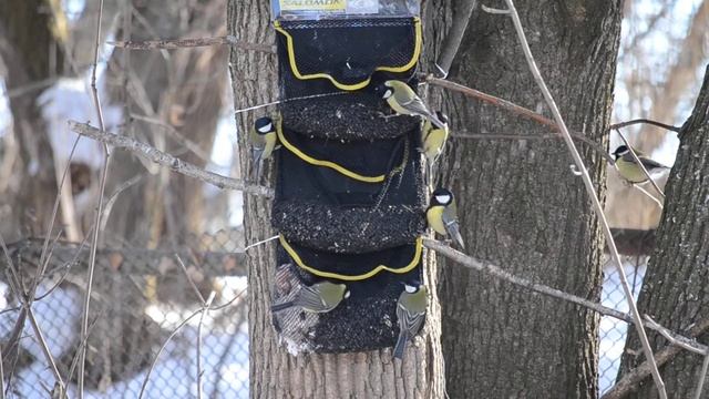 Синицы. 9 минут постоянного движения на кормушке смотреть онлайн