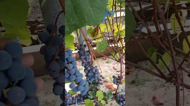 выращивание винограда в Сибири смотреть онлайн