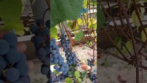 выращивание винограда в Сибири