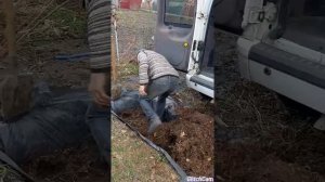 Посадка голубики траншейным способом