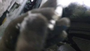 Citroen C5 Замена Гидравлической Трубки Задней Левой Стойки На Аналог От Павла