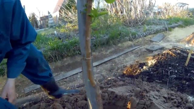 выращивание абрикосов дача под архангельском