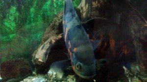 Астронотус, птерик, анциструс