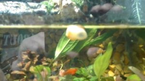 Палюдариум своими руками. Часть 3