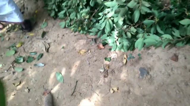 plant hunting at Karunagappally. കായൽ തീരത്തെ ചെടികൾ. @ it's my world with gopuss смотреть онлайн