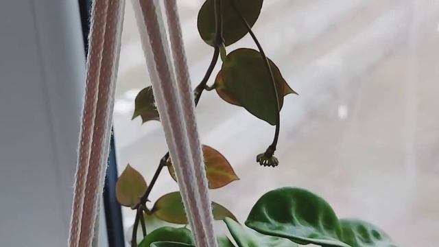 #shorts Хойя Санрайз, пытаемся зацвести смотреть онлайн