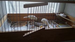 С чего начать разведение канареек.