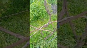 1.ч неукрывной виноград августин,изумление,ютал.результат перезимовки.