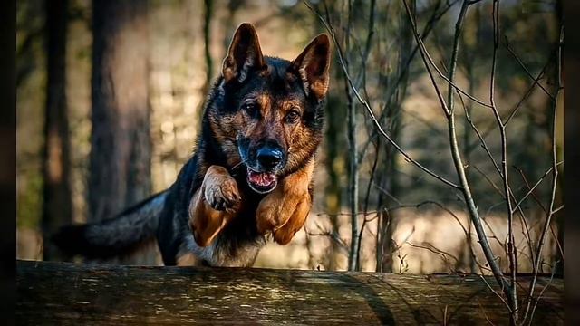 Самые опасные породы собак / Какую же породу я выбрала из этих опасных собак? смотреть онлайн