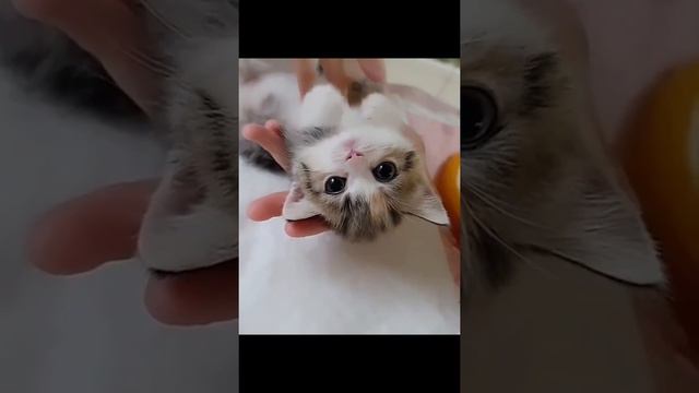 Маленький милый Котик