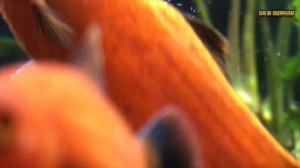 Водоросли в аквариуме | Как избавиться от водорослей в аквариуме | Аквариум без водорослей (#66)