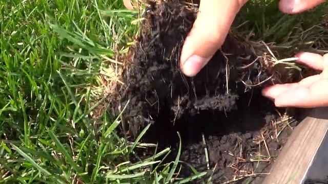 Рулонный газон через 2 недели после укладки смотреть онлайн