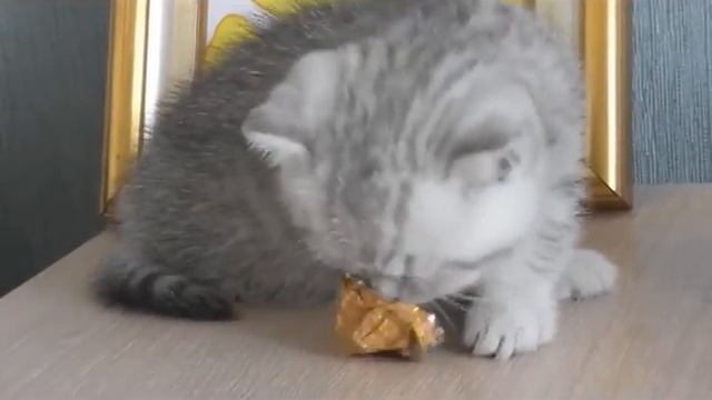 Серебристые британские котята табби (вискас) www.ladybri.ru смотреть онлайн