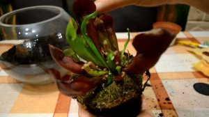 Саррацения пурпурная