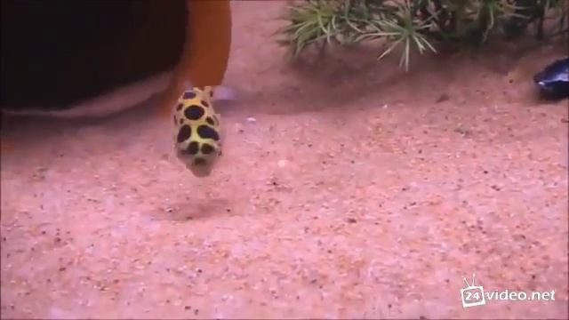 Рыбка и лазерный фонарик смотреть онлайн