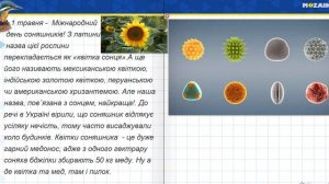 1 травня. Міжнародний день соняшників