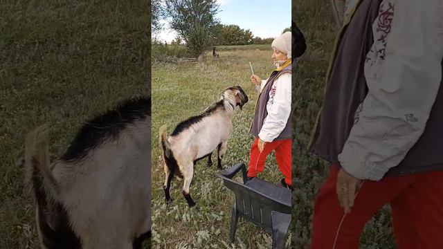 Нашли Нюшки жениха//знакомтесь Лютик//