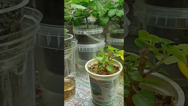 Нужно ли формировать бальзамин на стадии черенка? ? Мои наблюдения. 13.04.2023г. смотреть онлайн