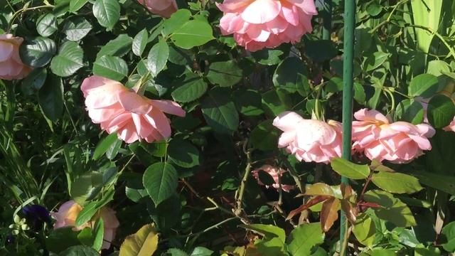 Цветение розы Fragrant Celebration смотреть онлайн